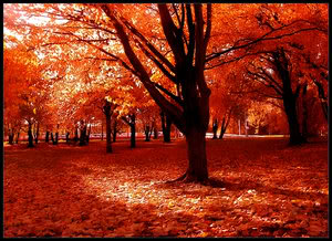 Autumntrees5